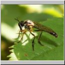 Dioctria hyalipennis - Raubfliege 01.jpg